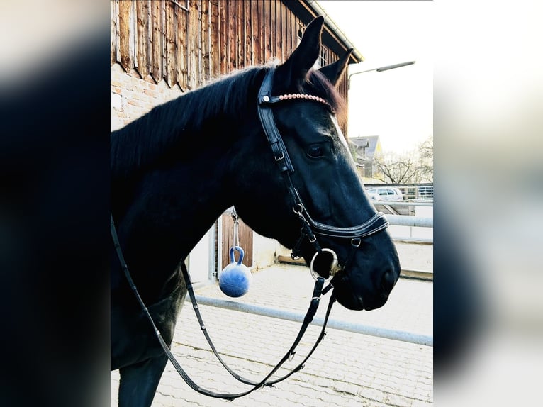 Niemiecki koń sportowy Klacz 8 lat 174 cm Kara in Königsbrunn