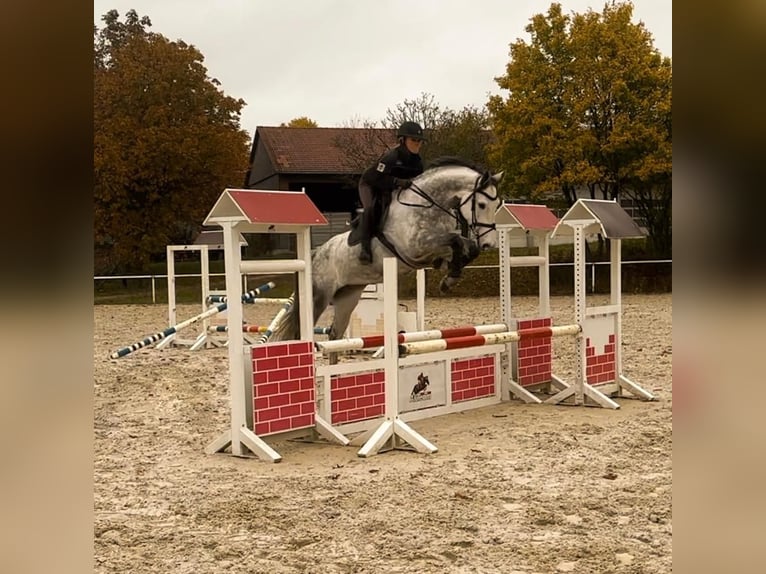 Niemiecki koń sportowy Klacz 8 lat 174 cm Siwa in Haldenwang