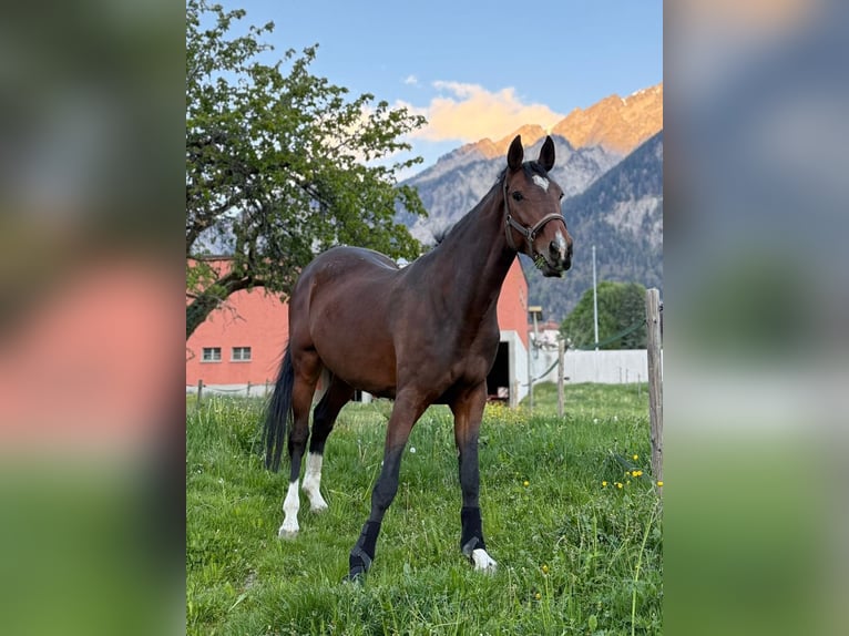 Niemiecki koń sportowy Klacz 8 lat 175 cm Gniada in Chur