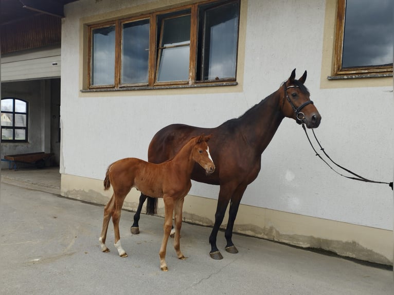 Niemiecki koń sportowy Klacz 8 lat 176 cm Gniada in Grimma
