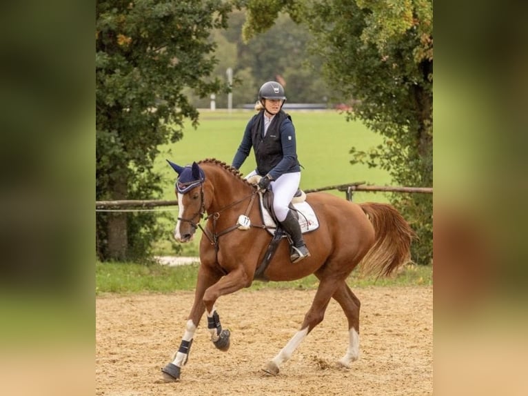 Niemiecki koń sportowy Klacz 8 lat 179 cm Kasztanowata in Nersingen