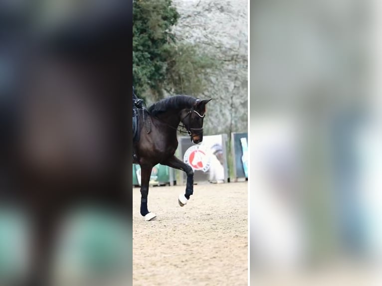 Niemiecki koń sportowy Klacz 8 lat 189 cm Kara in Nidda