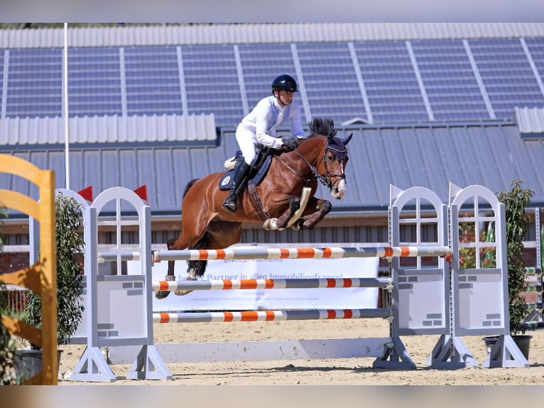 Niemiecki koń sportowy Klacz 9 lat 164 cm Gniada in Schenefeld