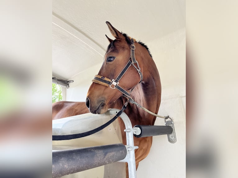 Niemiecki koń sportowy Klacz 9 lat 166 cm Gniada in Neuruppin