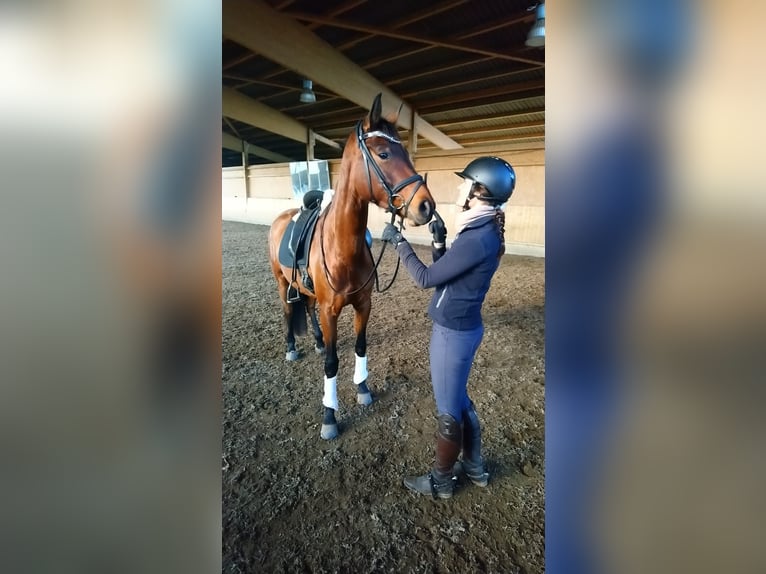 Niemiecki koń sportowy Klacz 9 lat 166 cm Gniada in Neuruppin