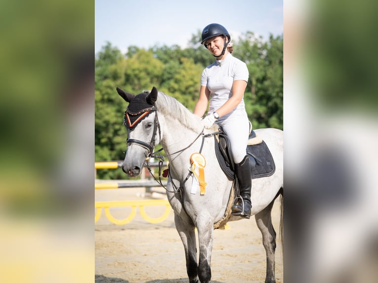 Niemiecki koń sportowy Klacz 9 lat 166 cm Siwa in Benzweiler