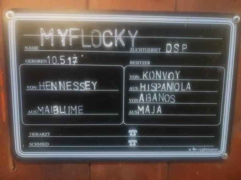 Niemiecki koń sportowy Klacz 9 lat 167 cm Ciemnogniada in Bodenmais