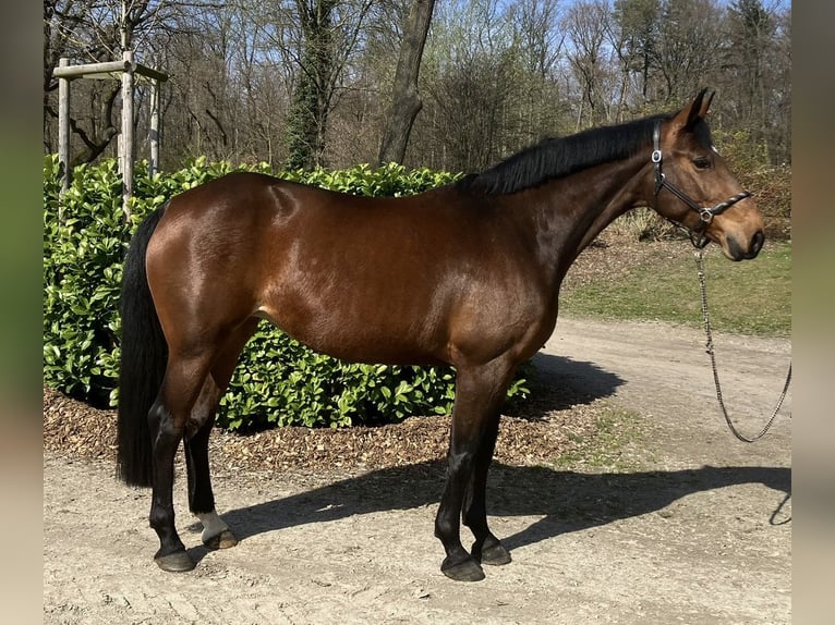 Niemiecki koń sportowy Klacz 9 lat 167 cm Gniada in Darmstadt