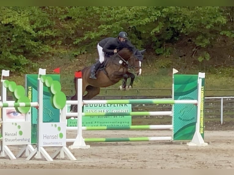 Niemiecki koń sportowy Klacz 9 lat 167 cm Gniada in Neustadt in Sachsen