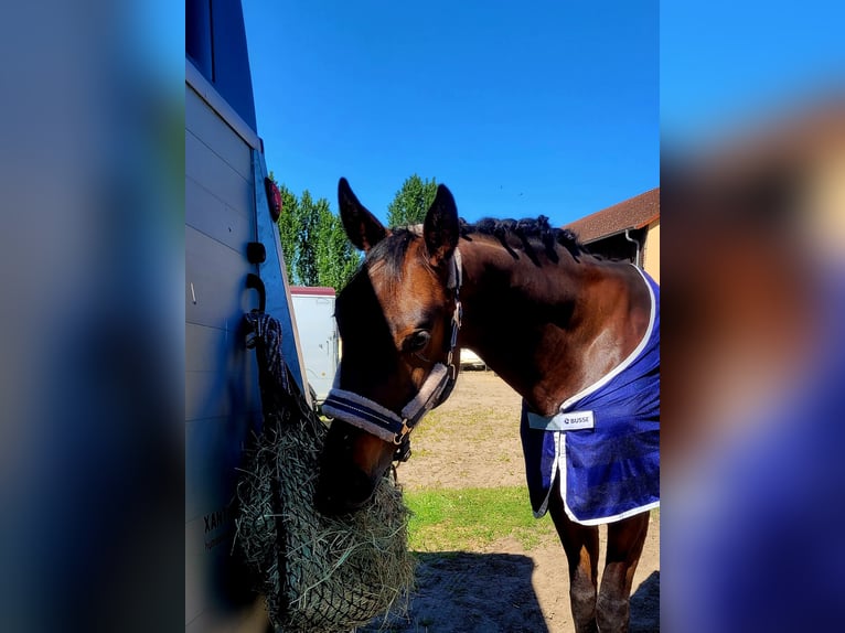 Niemiecki koń sportowy Klacz 9 lat 168 cm Ciemnogniada in Zossen