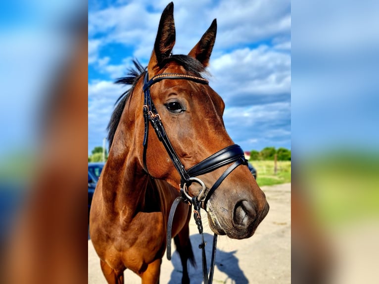 Niemiecki koń sportowy Klacz 9 lat 168 cm Ciemnogniada in Zossen