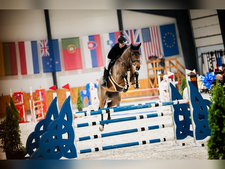 Niemiecki koń sportowy Klacz 9 lat 168 cm Gniada in Pausin