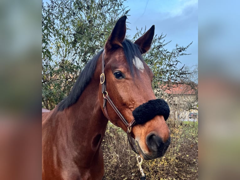 Niemiecki koń sportowy Klacz 9 lat 168 cm Gniada in Rosenheim