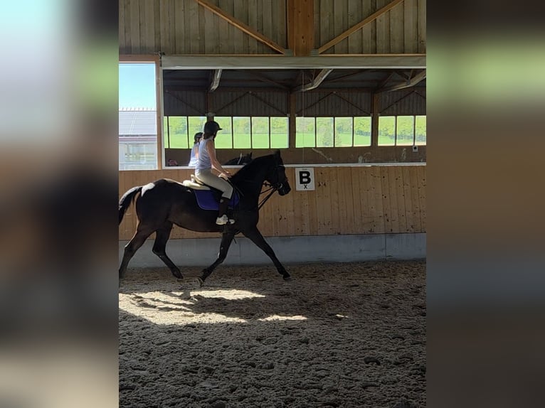 Niemiecki koń sportowy Klacz 9 lat 168 cm Kara in Ingoldingen