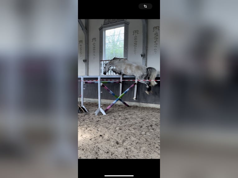 Niemiecki koń sportowy Klacz 9 lat 168 cm Siwa in Einbeck