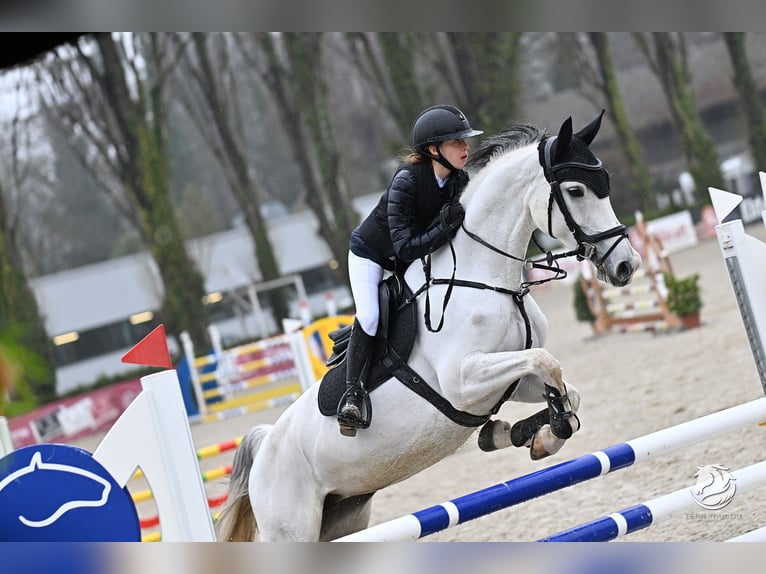 Niemiecki koń sportowy Klacz 9 lat 168 cm Siwa in Salzburg