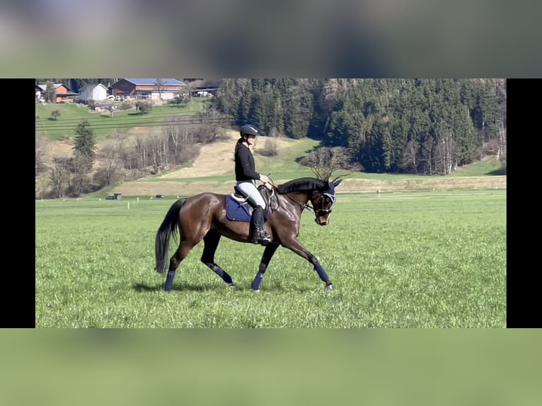 Niemiecki koń sportowy Klacz 9 lat 168 cm Skarogniada in Schlins