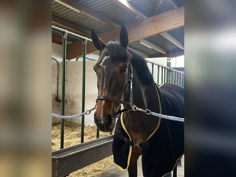 Niemiecki koń sportowy Klacz 9 lat 169 cm Gniada in Neuried