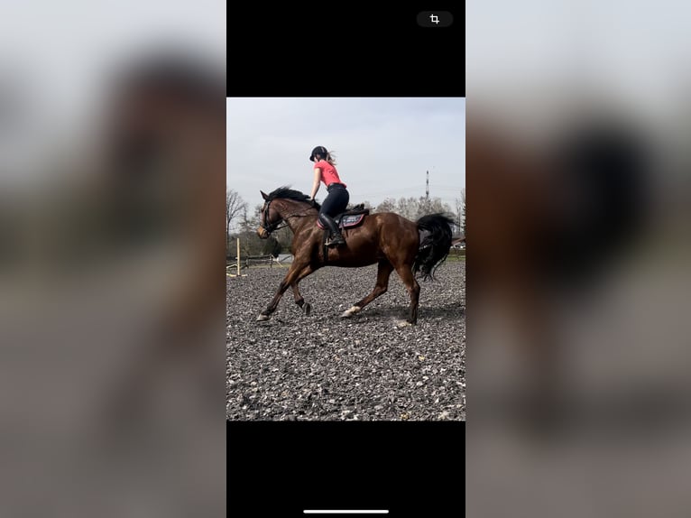 Niemiecki koń sportowy Klacz 9 lat 170 cm Kasztanowata in Röhrsdorf