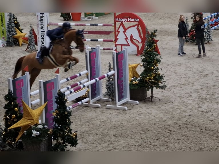 Niemiecki koń sportowy Klacz 9 lat 170 cm Kasztanowata in Stegersbach