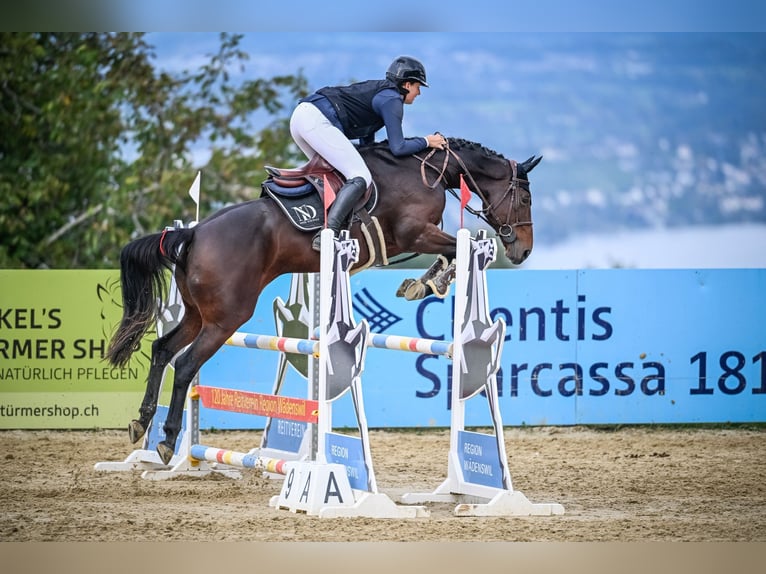 Niemiecki koń sportowy Klacz 9 lat 172 cm Ciemnogniada in Ettiswil