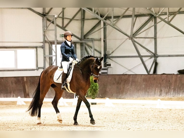 Niemiecki koń sportowy Klacz 9 lat 172 cm Gniada in Ragow-Merz Merz