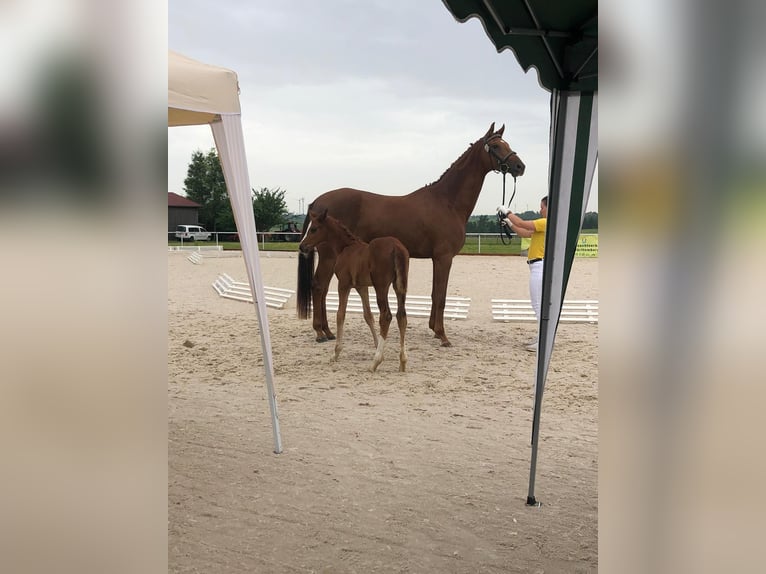 Niemiecki koń sportowy Klacz 9 lat 172 cm Kasztanowata in Möttingen