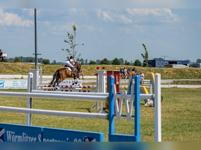 Niemiecki koń sportowy Klacz 9 lat 173 cm Gniada in Wörmlitz