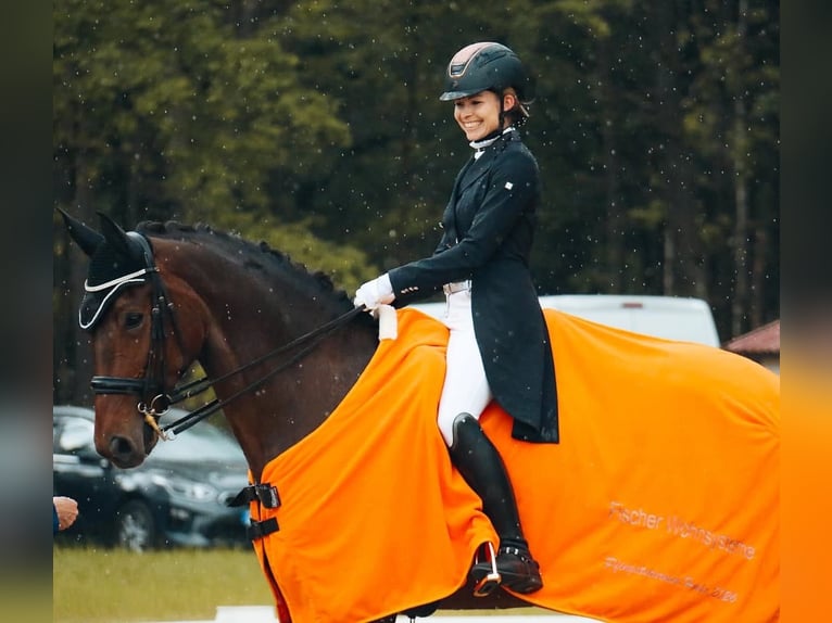 Niemiecki koń sportowy Klacz 9 lat 173 cm Gniada in Moritzburg