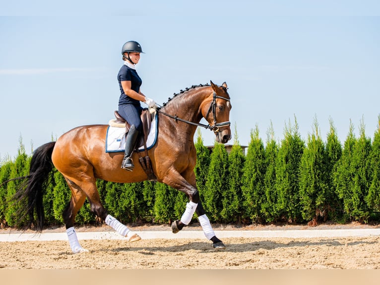 Niemiecki koń sportowy Klacz 9 lat 175 cm Ciemnogniada in Ragow-Merz MerzBeeskow