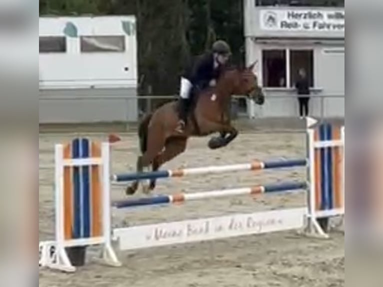 Niemiecki koń sportowy Klacz 9 lat 176 cm Gniada in Delbrück