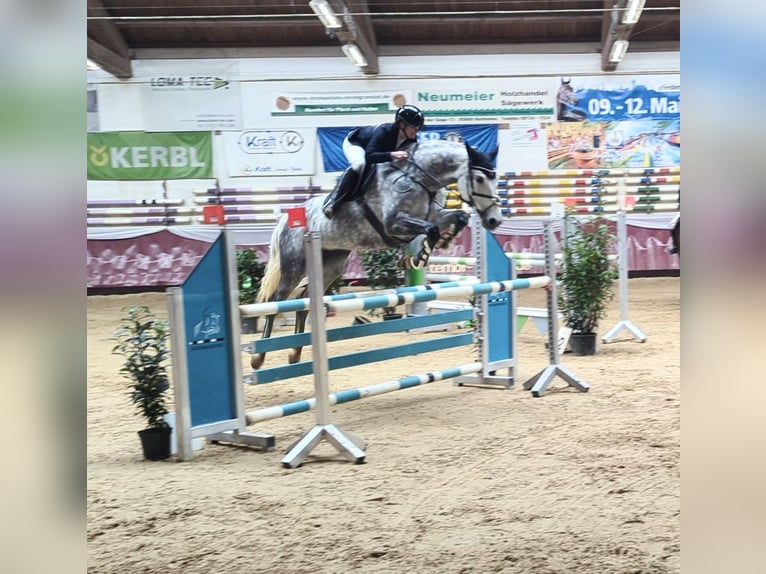 Niemiecki koń sportowy Klacz 9 lat 176 cm Siwa in Hallbergmoos