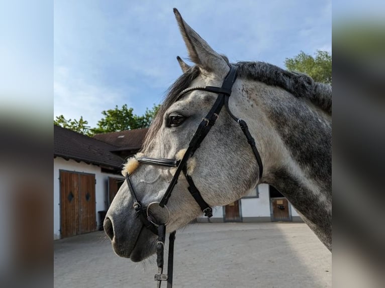 Niemiecki koń sportowy Klacz 9 lat 176 cm Siwa in Hallbergmoos