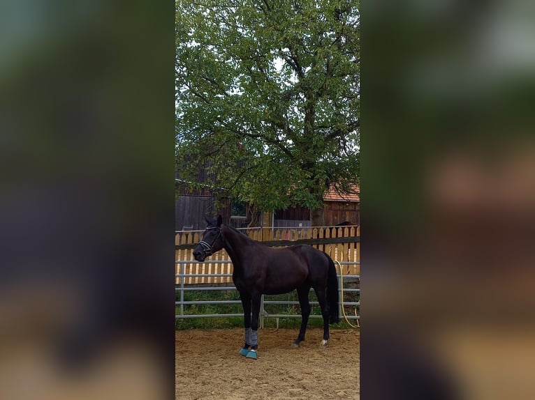 Niemiecki koń sportowy Klacz 9 lat 177 cm Kara in Gebenbach