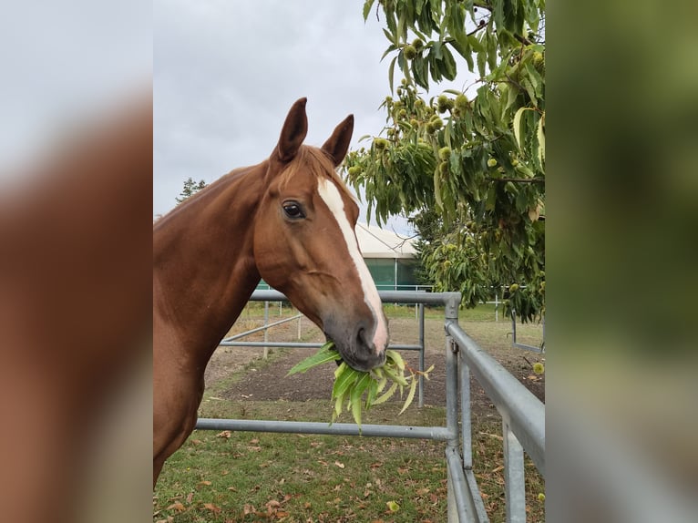 Niemiecki koń sportowy Klacz 9 lat 182 cm Kasztanowata in Hirschberg an der Bergstraße