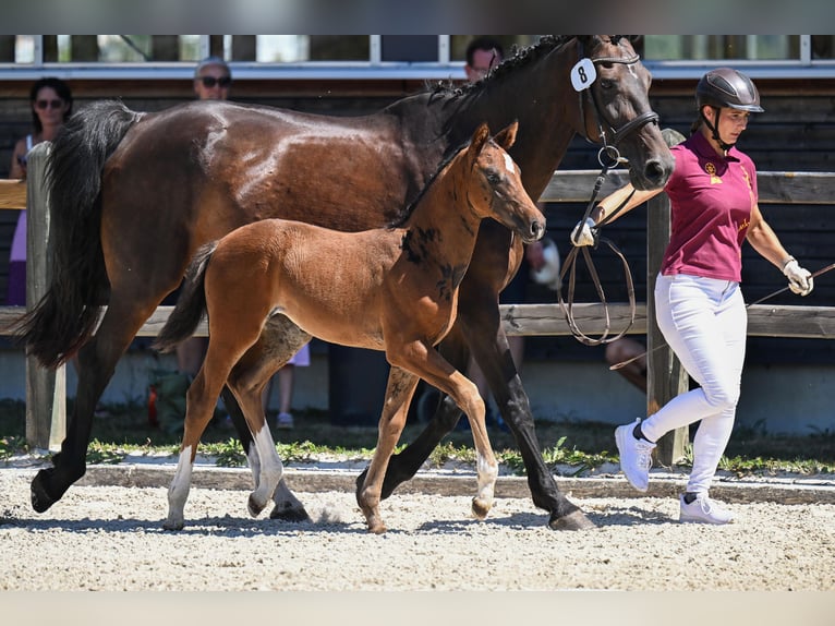 Niemiecki koń sportowy Klacz Źrebak (06/2026) 164 cm Ciemnogniada in Saldenburg