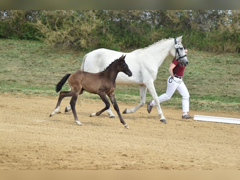 Niemiecki koń sportowy Klacz Źrebak (04/2026) 165 cm Siwa in Jerichow OT Schlagenthin