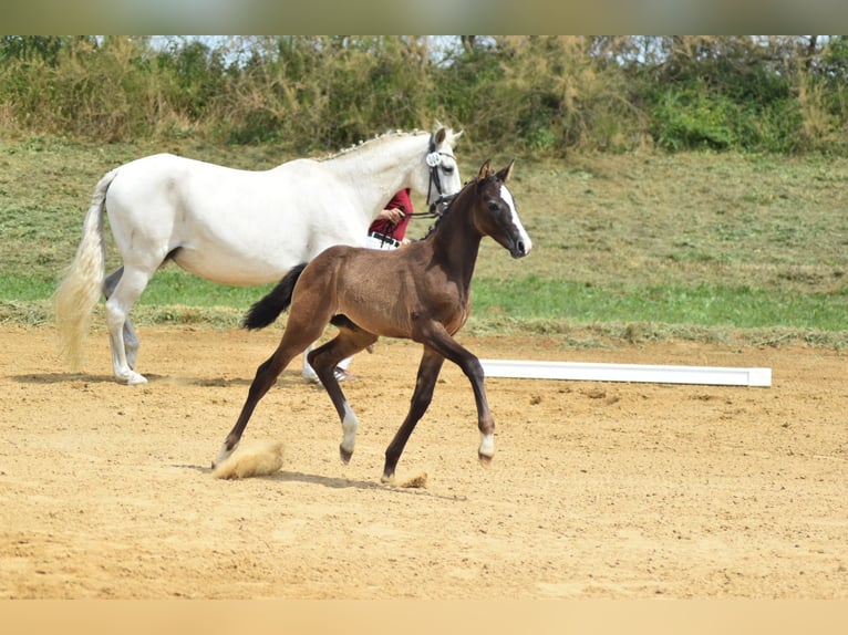 Niemiecki koń sportowy Klacz Źrebak (04/2026) 165 cm Siwa in Jerichow OT Schlagenthin