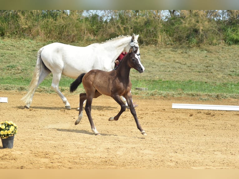 Niemiecki koń sportowy Klacz Źrebak (04/2026) 165 cm Siwa in Jerichow OT Schlagenthin