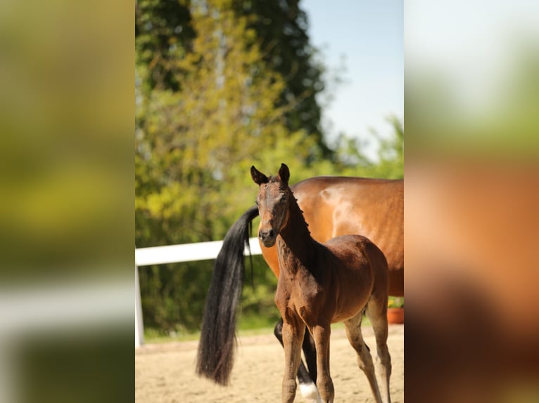 Niemiecki koń sportowy Klacz  167 cm Gniada in Mertendorf