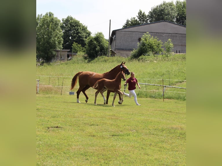 Niemiecki koń sportowy Klacz Źrebak (04/2026) 167 cm Kasztanowata in Leubsdorf