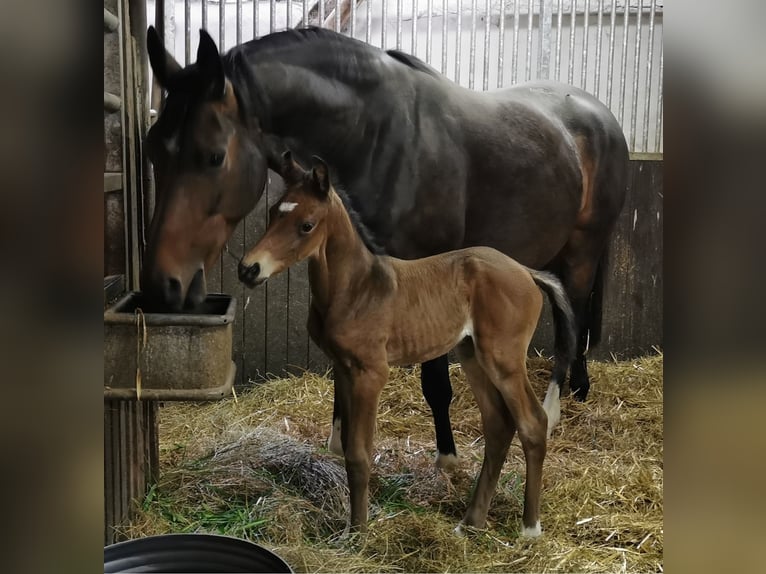 Niemiecki koń sportowy Klacz Źrebak (04/2025) 168 cm Gniada in D&#xF6;brichau