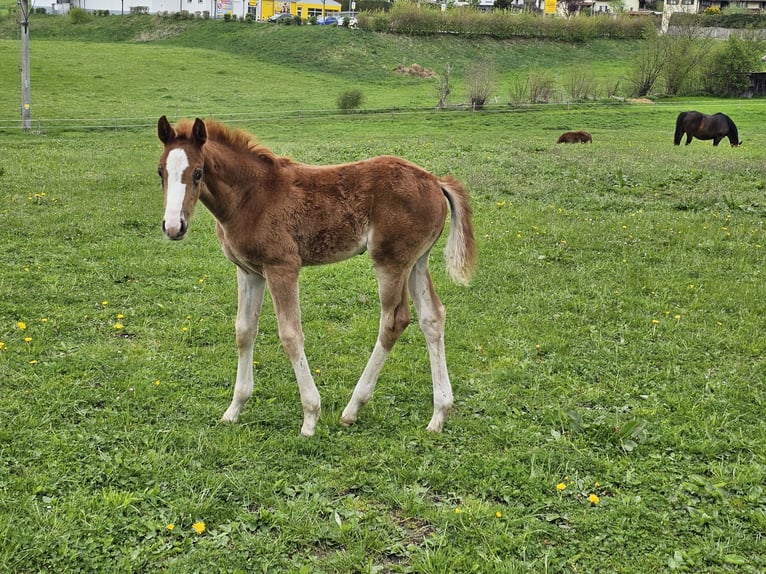 Niemiecki koń sportowy Klacz  170 cm Ciemnokasztanowata in Pei&#xDF;enberg