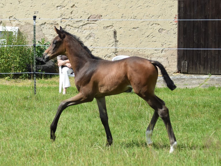 Niemiecki koń sportowy Klacz Źrebak (05/2024) 170 cm in Bechhofen