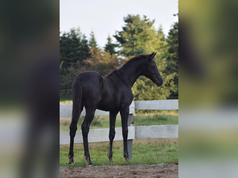Niemiecki koń sportowy Klacz Źrebak (05/2025) 170 cm in Greifswald