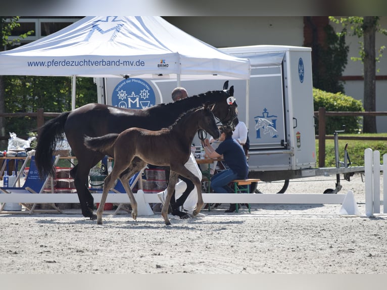 Niemiecki koń sportowy Klacz Źrebak (05/2025) 170 cm in Greifswald