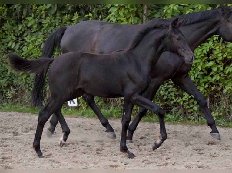 Niemiecki koń sportowy Klacz Źrebak (05/2025) 170 cm in Greifswald