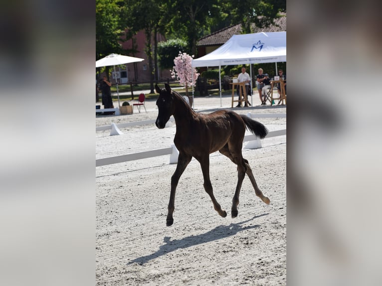 Niemiecki koń sportowy Klacz Źrebak (05/2025) 170 cm in Greifswald