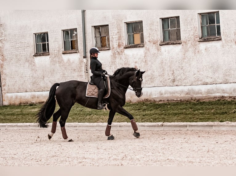 Niemiecki koń sportowy Klacz  170 cm Skarogniada in Hagenow