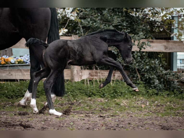 Niemiecki koń sportowy Klacz  170 cm Skarogniada in Hagenow